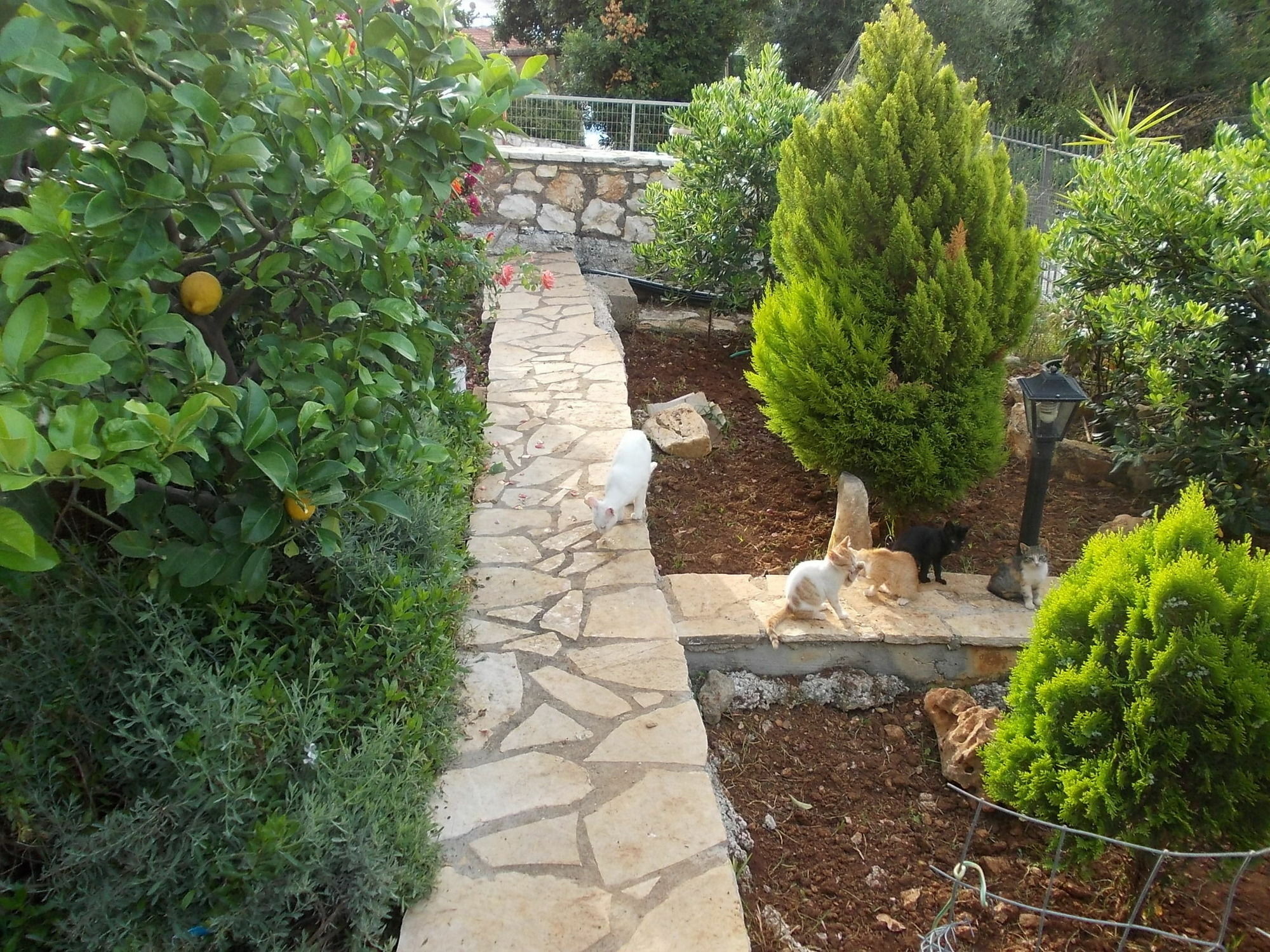 Sarakinos Apartments Barbati Extérieur photo